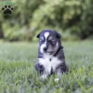 Saxon, Siberian Husky Puppy